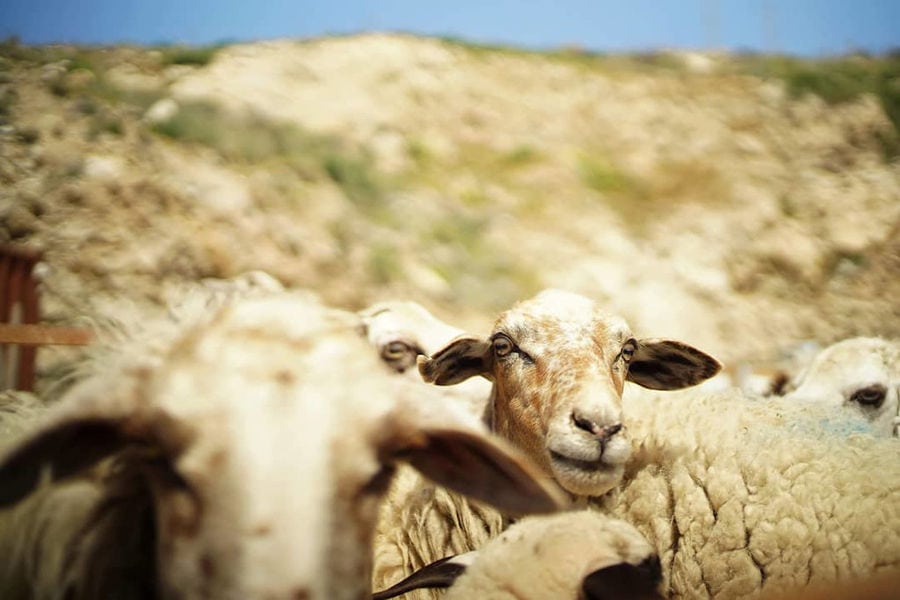 two sheeps watching at the camera at 'Mykonos Farmers' farm